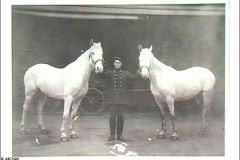 1912-FB-Horses-Sultan-and-Paska
